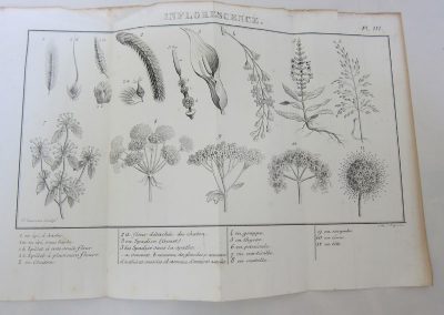 Lecciones de botánica-Detalle